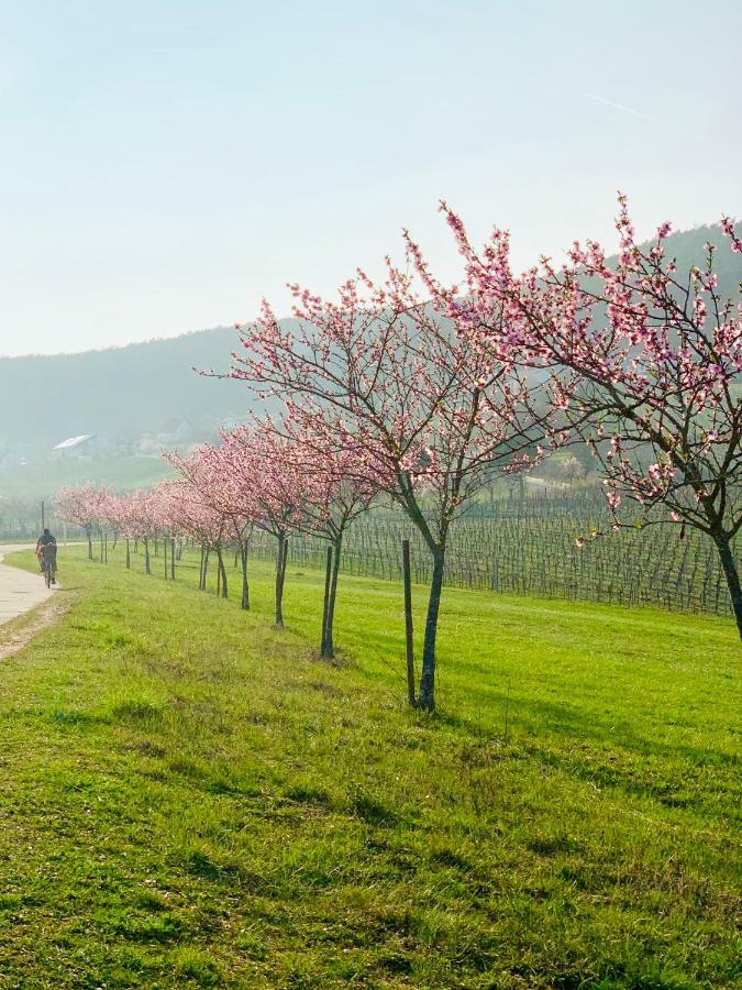 Villa Mandelbluete 글라이스젤렌글라이쇼르바흐 외부 사진